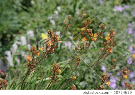Bruvine Fulteskens (Hana Aloe) 50754659
