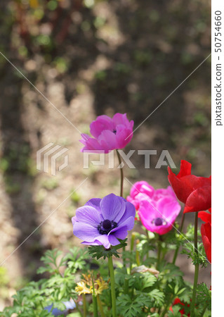 Anemone flower and rain gutter 50754660