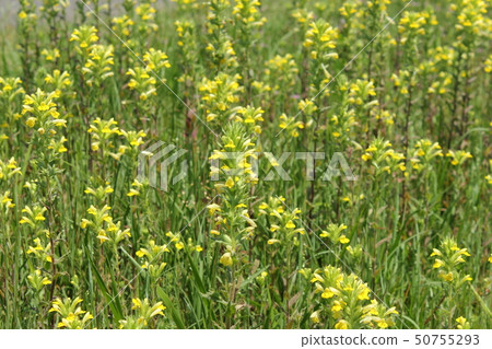 Hiki mugwort 50755293
