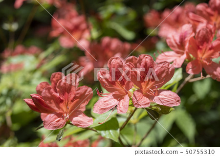 大和杜鵑花 50755310