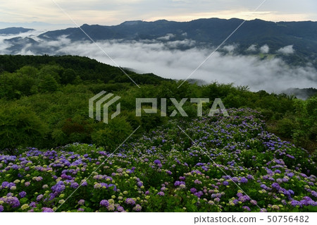 Chichibu Minoyama Park Ajisai garden on the top of the mountain and Chichibu mountains outside in the misty morning 50756482