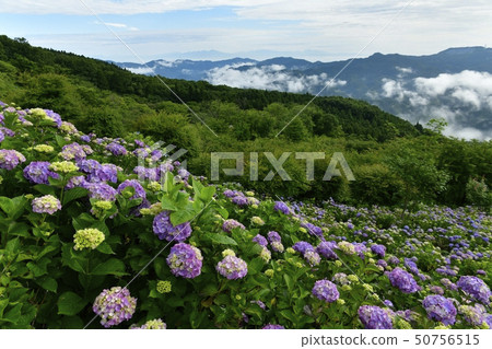 Chichibu Minoyama Park Ajisai garden on the top of the mountain and misty morning Chichibu mountains and Mt. 50756515