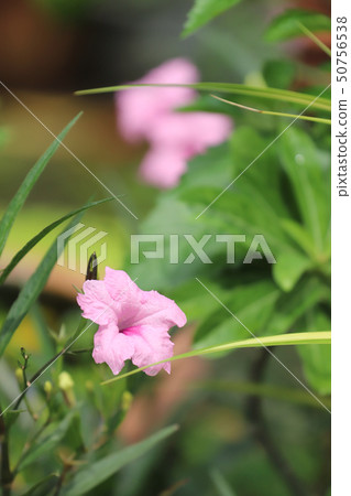 Pink Ruellia flower on green leaves background 50756538