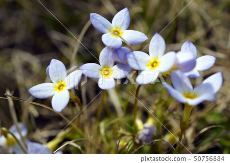 70478大白菜 50756884