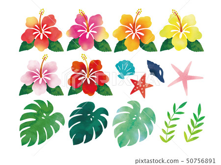 芙蓉等水彩部分 50756891