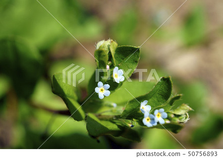 70484黃瓜草 50756893