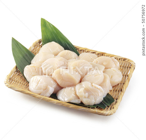 扇貝扇貝 50756972