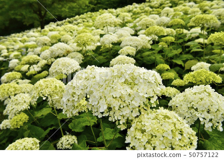 Hydrangea flower of Saute city Gongendo Tsutsumi Park Hydrangea flower of Saute city Gongendo Tsutsumi Park 50757122