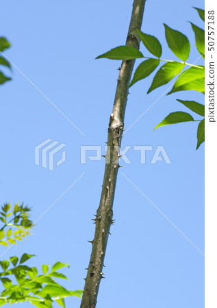 Taranoki cod tree cocoon tree 50757188