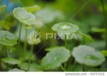 Water mushroom Water mushroom 50757228