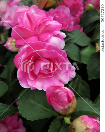 Impatiens Impatiens 50757250