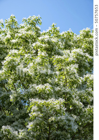 Namjamonja flowers and trees 50757653