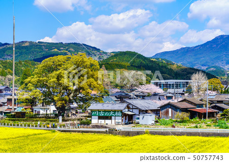 Kawako Daisuke and rape field [Saga Prefecture Takeo City] 50757743