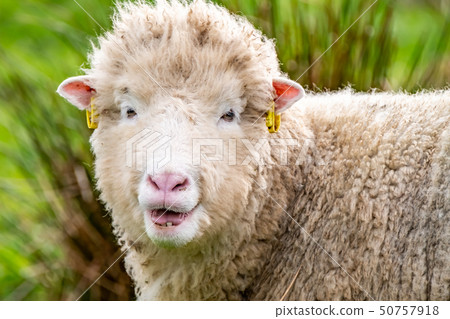 Ugly old sheep looking into the camera 50757918