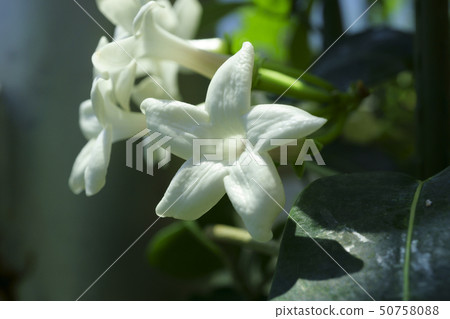 70570 Madagascar jasmine 50758088