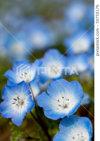 Close up of nemophila flower 50758176