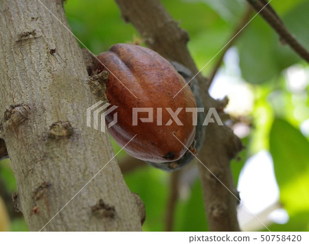 Cacao fruit 50758420