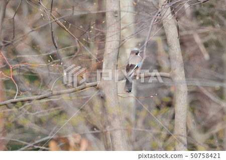 Kakes (Akagi Nature Park / Gunma Prefecture Shibukawa City) Kakes (Akagi Nature Park / Gunma Prefecture Shibukawa City) 50758421