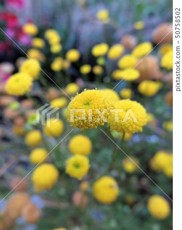 Hotaru Hotaru Hotaru Hotaru 50758502