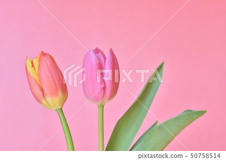 Tulip Tulip 50758514