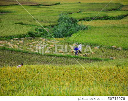 People working on rice field in summer People working on rice field in summer 50758976