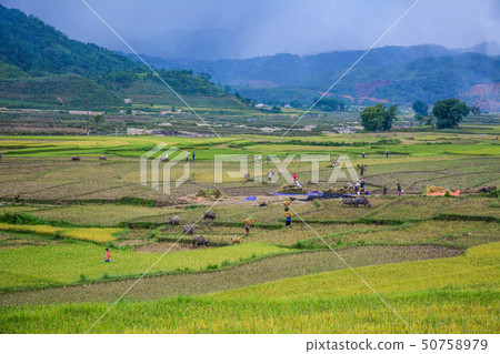 People working on rice field in summer People working on rice field in summer 50758979