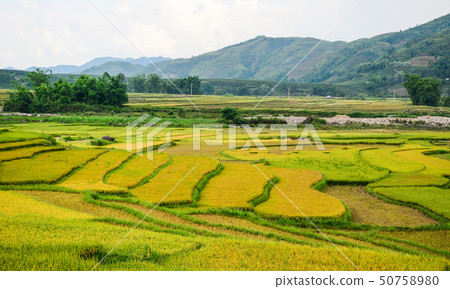 Terraced rice field in Northern Vietnam Terraced rice field in Northern Vietnam 50758980