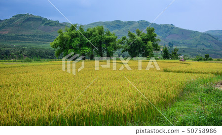 Terraced rice field in Northern Vietnam Terraced rice field in Northern Vietnam 50758986