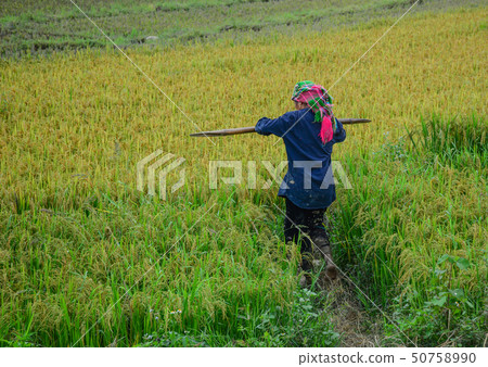 People working on rice field in summer People working on rice field in summer 50758990