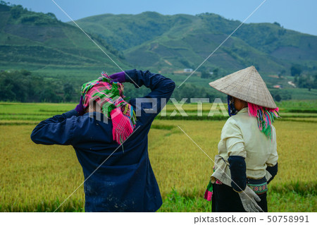 People working on rice field in summer People working on rice field in summer 50758991
