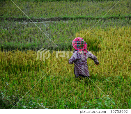 People working on rice field in summer People working on rice field in summer 50758992