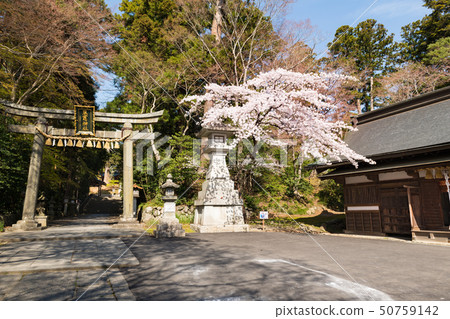 Torii and cherry blossoms of Shiogama Shrine Shihahiko Shrine 50759142