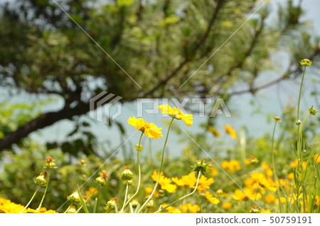 Flower 50759191