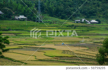 Terraced rice field in Northern Vietnam Terraced rice field in Northern Vietnam 50759205