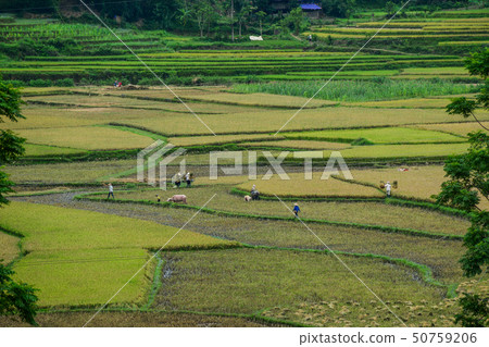 Terraced rice field in Northern Vietnam Terraced rice field in Northern Vietnam 50759206