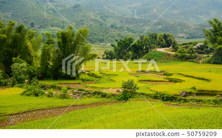 Terraced rice field in Northern Vietnam Terraced rice field in Northern Vietnam 50759209