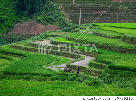 Terraced rice field in Northern Vietnam Terraced rice field in Northern Vietnam 50759210