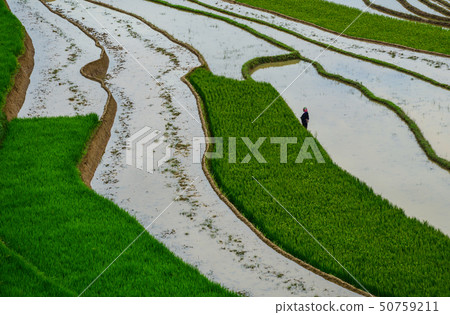 Terraced rice field in Northern Vietnam Terraced rice field in Northern Vietnam 50759211