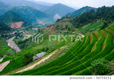 Terraced rice field in Northern Vietnam Terraced rice field in Northern Vietnam 50759231