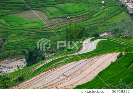 Terraced rice field in Northern Vietnam Terraced rice field in Northern Vietnam 50759232