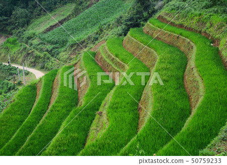 Terraced rice field in Northern Vietnam Terraced rice field in Northern Vietnam 50759233