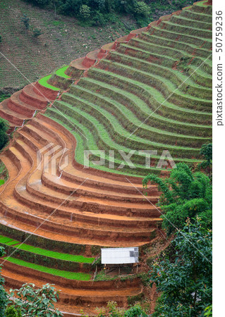 Terraced rice field in Northern Vietnam 50759236