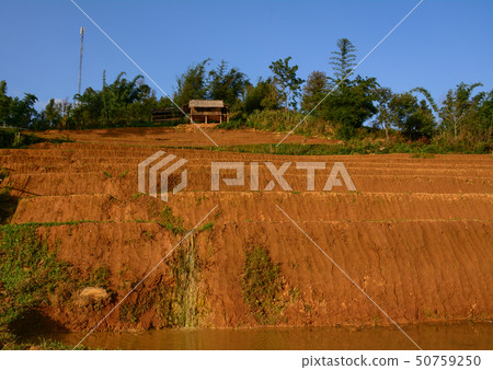 Terraced rice field in Northern Vietnam 50759250