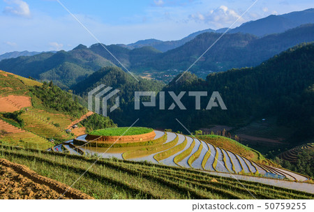 Terraced rice field in Northern Vietnam Terraced rice field in Northern Vietnam 50759255