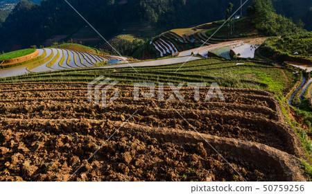 Terraced rice field in Northern Vietnam Terraced rice field in Northern Vietnam 50759256
