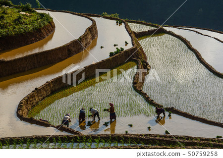 Terraced rice field in Northern Vietnam Terraced rice field in Northern Vietnam 50759258