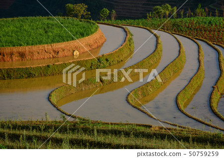 Terraced rice field in Northern Vietnam Terraced rice field in Northern Vietnam 50759259