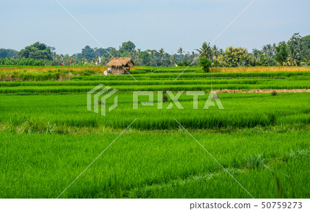 Rice field in Bali, Indonesia Rice field in Bali, Indonesia 50759273