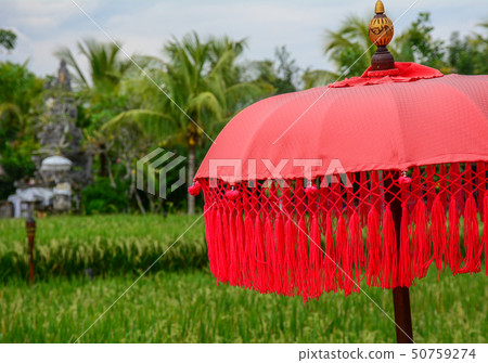 Red umbrella on rice field Red umbrella on rice field 50759274