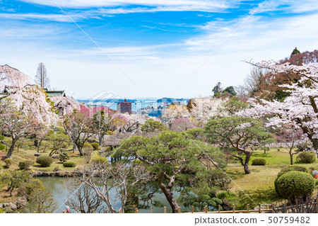 Shihahiko Shrine Shiogama Shrine cherry blossoms 50759482